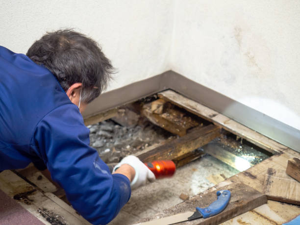 Attic Mold Removal in Davenport, WA