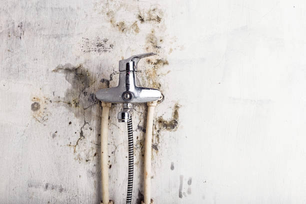 Best Mold Testing  in Davenport, WA