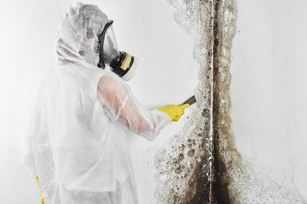 Best Mold Remediation Experts  in Davenport, WA