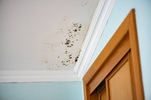 Best Professional Mold Removal  in Davenport, WA