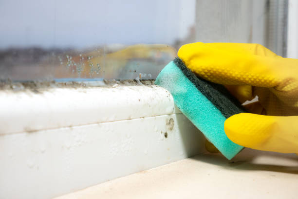 Best Best Mold Removal Companies  in Davenport, WA