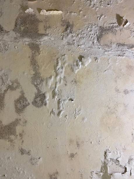 Best Best Mold Removal Companies  in Davenport, WA