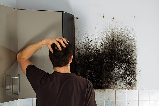 Best Mold Removal Near Me  in Davenport, WA