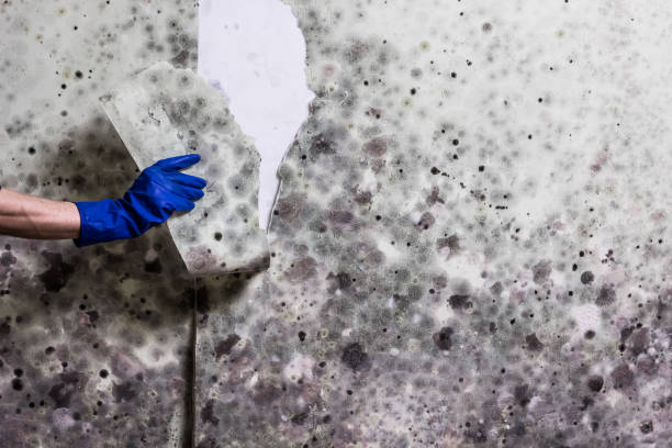 Best Mold Cleaning Services  in Davenport, WA